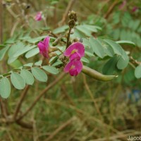 Tephrosia purpurea (L.) Pers.